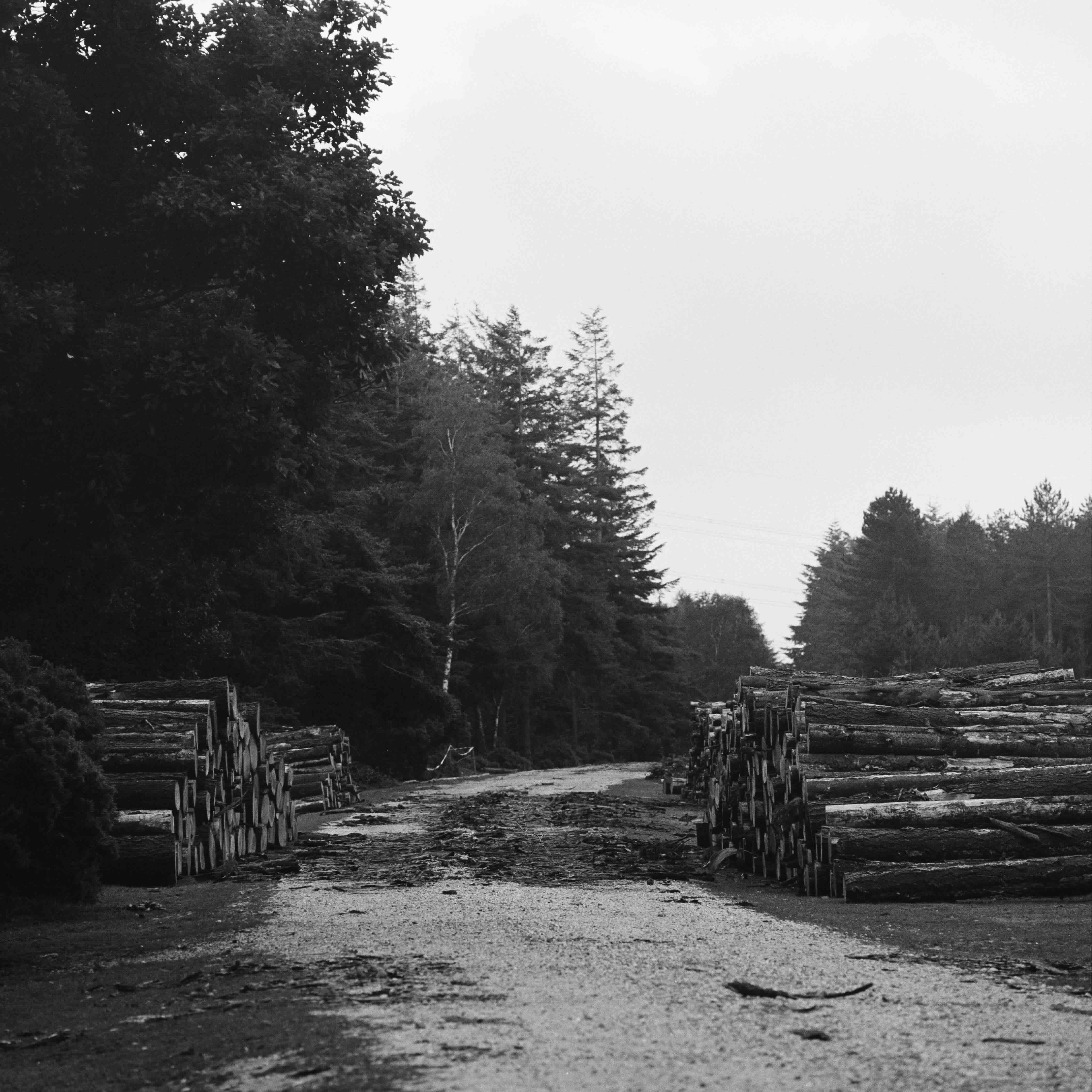 Reforestation Initiative Combats Illegal Deforestation in Eastern Europe